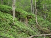 Forest on return from Gun Harbor